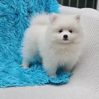 Leo, a male Pomeranian for sale in Vancouver, WA – 2 of 6