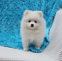 Leo, a male Pomeranian for sale in Vancouver, WA – 6 of 6