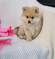 Nelly, a female Pomeranian for sale in Vancouver, WA – 6 of 10