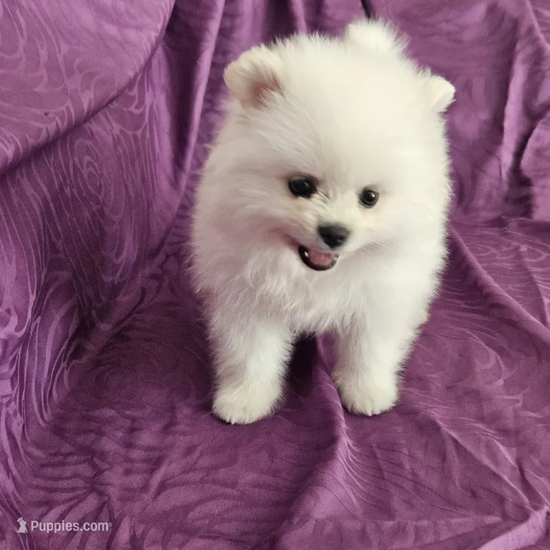 Brie AKC – Pomeranian puppy for sale in Vancouver, WA