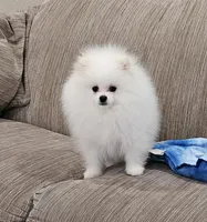 Henry AKC , a male Pomeranian for sale in Vancouver, WA – Photo 7 of 10