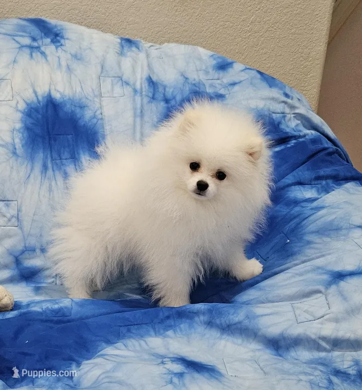 Henry AKC  – Pomeranian puppy for sale in Vancouver, WA