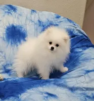 Henry AKC , a male Pomeranian for sale in Vancouver, WA – Photo 1 of 10