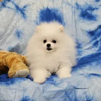 Henry AKC , a male Pomeranian for sale in Vancouver, WA – Photo 9 of 10