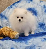 Henry AKC , a male Pomeranian for sale in Vancouver, WA – Photo 10 of 10