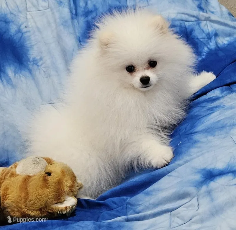 Henry AKC  – Pomeranian puppy for sale in Vancouver, WA