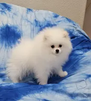 Henry AKC , a male Pomeranian for sale in Vancouver, WA – Photo 6 of 10