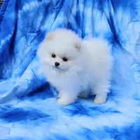 Henry AKC , a male Pomeranian for sale in Vancouver, WA – Photo 2 of 5