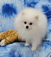 Henry AKC , a male Pomeranian for sale in Vancouver, WA – Photo 8 of 10