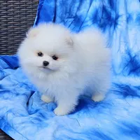 Henry AKC , a male Pomeranian for sale in Vancouver, WA – Photo 1 of 5