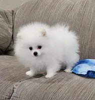 Henry AKC , a male Pomeranian for sale in Vancouver, WA – Photo 5 of 10