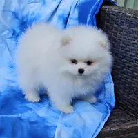 Henry AKC , a male Pomeranian for sale in Vancouver, WA – Photo 3 of 10