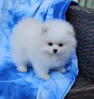 Henry AKC , a male Pomeranian for sale in Vancouver, WA – Photo 3 of 5