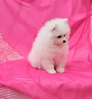 Brie , a female Pomeranian for sale in Vancouver, WA – 5 of 7
