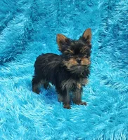 Coco AKC , a male Yorkshire Terrier for sale in Vancouver, WA – 3 of 9