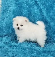 Jack, a male Pomeranian for sale in Vancouver, WA – 4 of 6