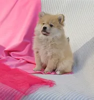 Nelly, a female Pomeranian for sale in Vancouver, WA – 9 of 10