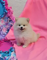 Stella  pending , a female Pomeranian for sale in Vancouver, WA – 3 of 6