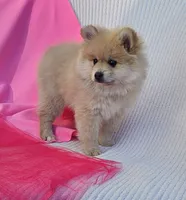 Nelly, a female Pomeranian for sale in Vancouver, WA – 5 of 10