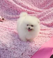  AKC / Melony , a female Pomeranian for sale in Vancouver, WA – 5 of 10