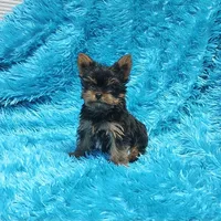 Coco AKC , a male Yorkshire Terrier for sale in Vancouver, WA – 2 of 9