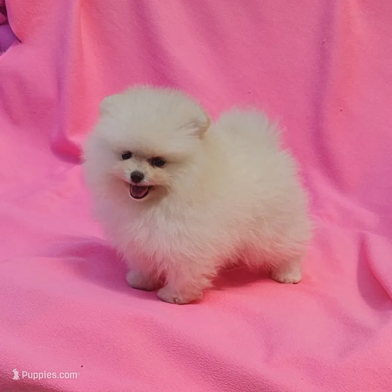  AKC / Melony/ Teacup  – Pomeranian puppy for sale in Vancouver, WA