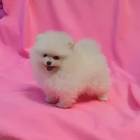  AKC / Melony , a female Pomeranian for sale in Vancouver, WA – 6 of 10