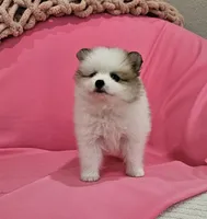 Bella AKC, a female Pomeranian for sale in Vancouver, WA – 9 of 10