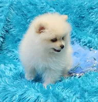Pete , a male Pomeranian for sale in Vancouver, WA – 8 of 8