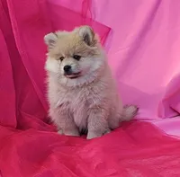 Nelly, a female Pomeranian for sale in Vancouver, WA – 7 of 10