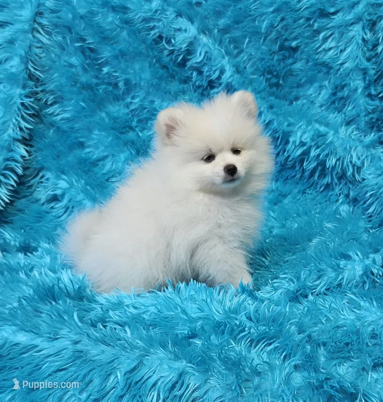 Theo  – Pomeranian puppy for sale in Vancouver, WA