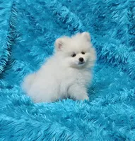 Theo , a male Pomeranian for sale in Vancouver, WA – 6 of 9