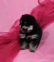 Lisa AKC, a female Pomeranian for sale in Vancouver, WA – Photo 3 of 6