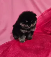 Lisa AKC, a female Pomeranian for sale in Vancouver, WA – Photo 6 of 6