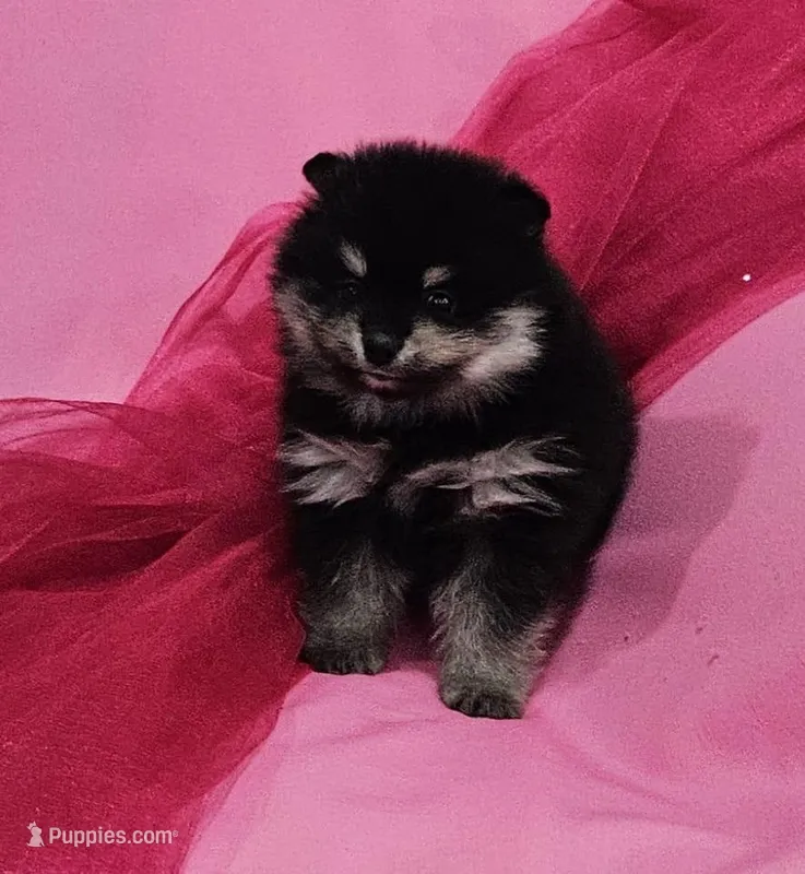 Lisa AKC – Pomeranian puppy for sale in Vancouver, WA
