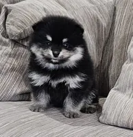 Lisa AKC, a female Pomeranian for sale in Vancouver, WA – Photo 2 of 6