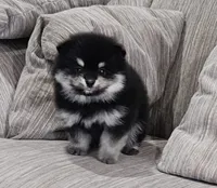 Lisa AKC, a female Pomeranian for sale in Vancouver, WA – Photo 4 of 6