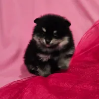 Lisa AKC, a female Pomeranian for sale in Vancouver, WA – Photo 5 of 6