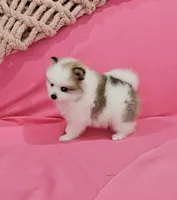 Bella AKC, a female Pomeranian for sale in Vancouver, WA – 4 of 10