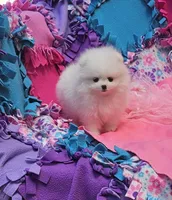 Mia  / AKC teacup girl , a female Pomeranian for sale in Vancouver, WA – 9 of 9