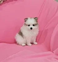 Bella AKC, a female Pomeranian for sale in Vancouver, WA – 10 of 10