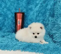 Marcus/AKC, a male Pomeranian for sale in Vancouver, WA – 4 of 6