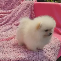  AKC / Melony , a female Pomeranian for sale in Vancouver, WA – 10 of 10