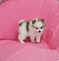 Bella AKC, a female Pomeranian for sale in Vancouver, WA – 3 of 10