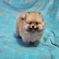 Teddy  AKC , a male Pomeranian for sale in Vancouver, WA – 4 of 8
