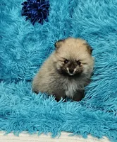 Eddie , a male Pomeranian for sale in Vancouver, WA – 7 of 7