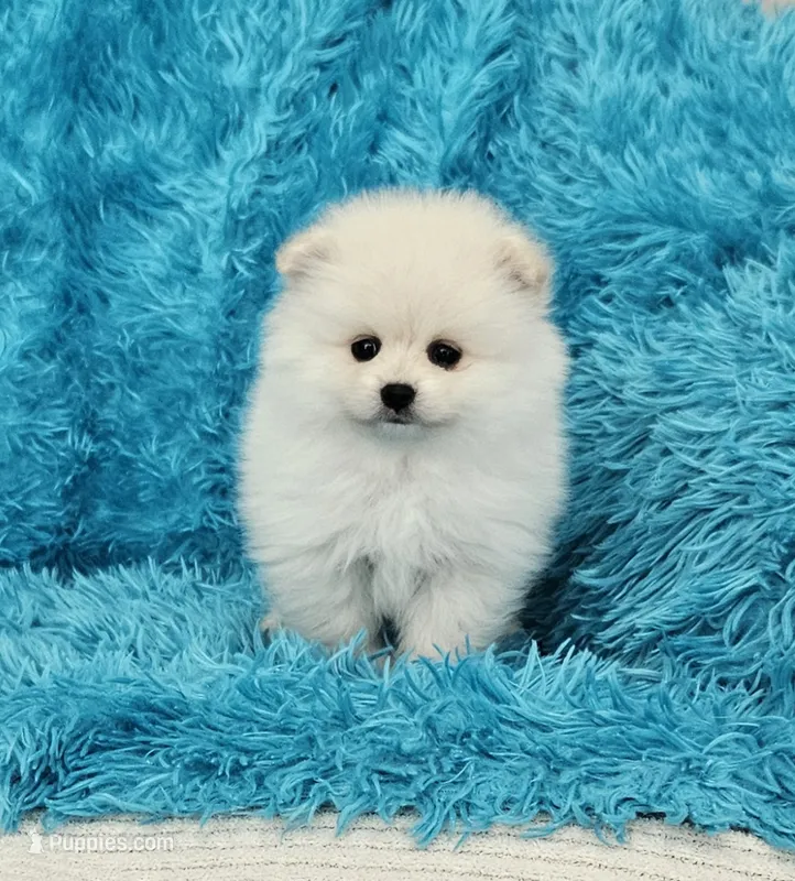 Pete  – Pomeranian puppy for sale in Vancouver, WA