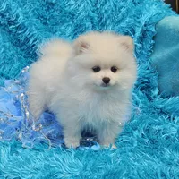 Pete , a male Pomeranian for sale in Vancouver, WA – 4 of 8