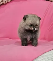 Jess AKC, a female Pomeranian for sale in Vancouver, WA – 4 of 8