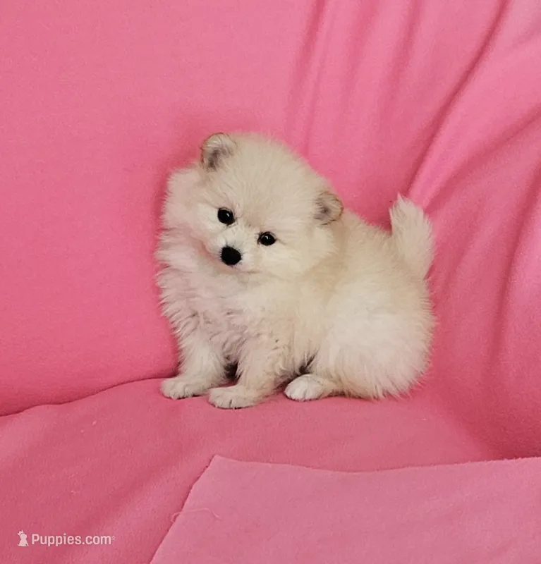 Stella  – Pomeranian puppy for sale in Vancouver, WA